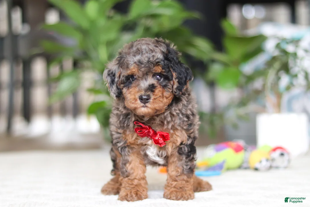 Cavapoo dogs for sale: Oakley - Ad 1