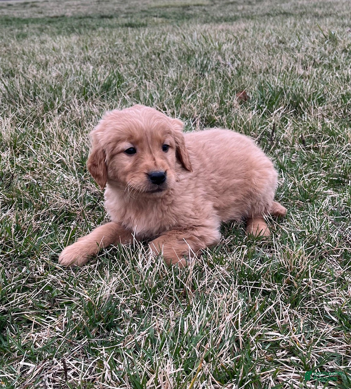 Golden Retriever dogs Bella - Ad 27