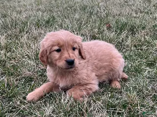 Golden Retriever dogs Bella - Ad 27