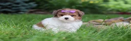 Havapoo dogs for sale: Addie - Ad 2