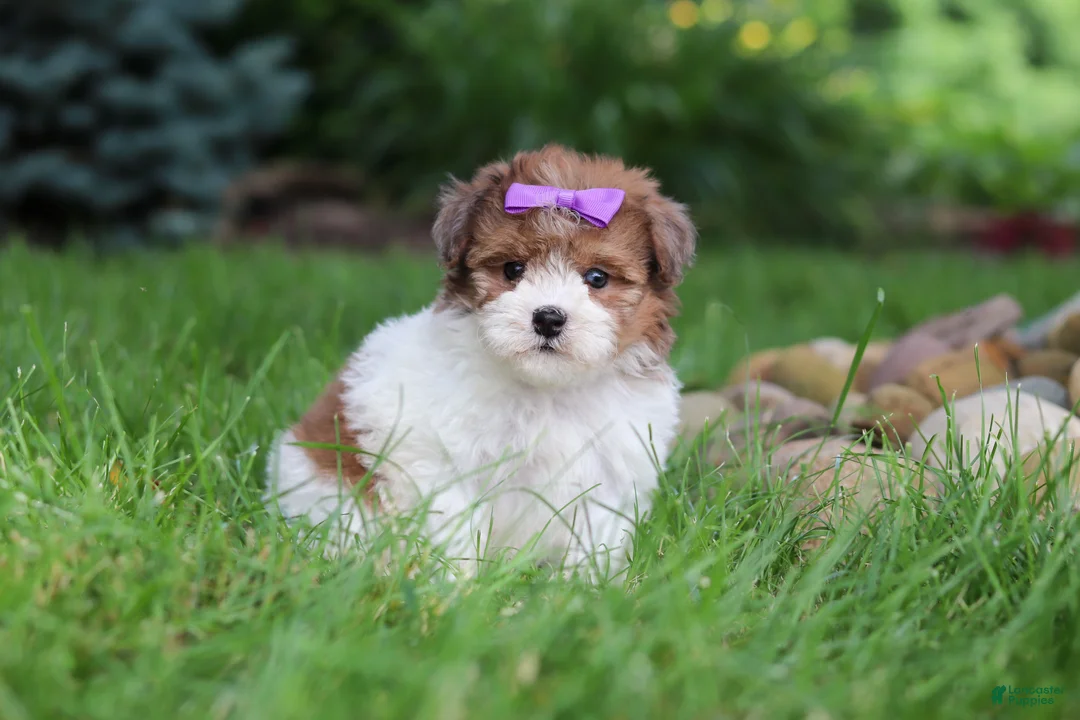 Havapoo dogs for sale: Addie - Ad 2