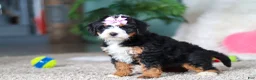 Mini Bernedoodle dogs for sale: Sapphire - Ad 4