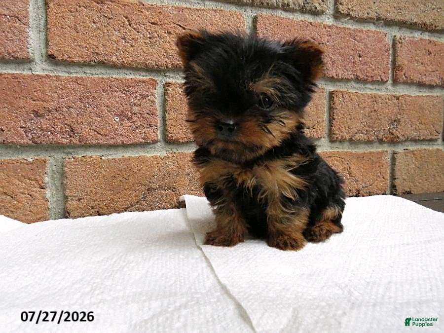 Yorkshire Terrier dogs Toby - Ad 2