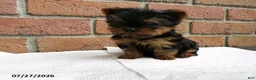 Yorkshire Terrier dogs for sale: Toby - Ad 2