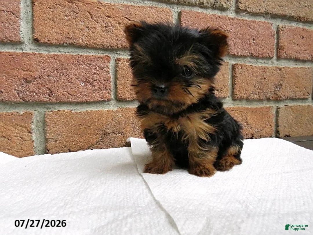 Yorkshire Terrier dogs for sale: Toby - Ad 2