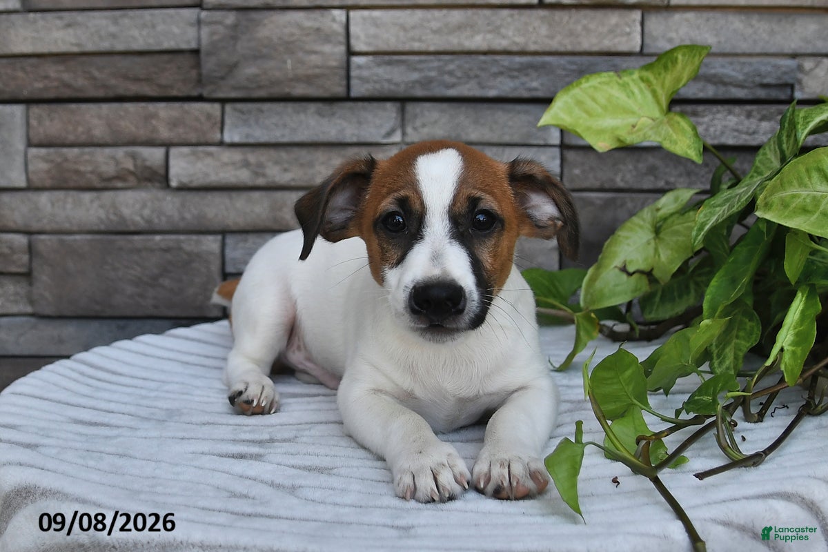 Jack Russell Terrier dogs Sparky - Ad 1