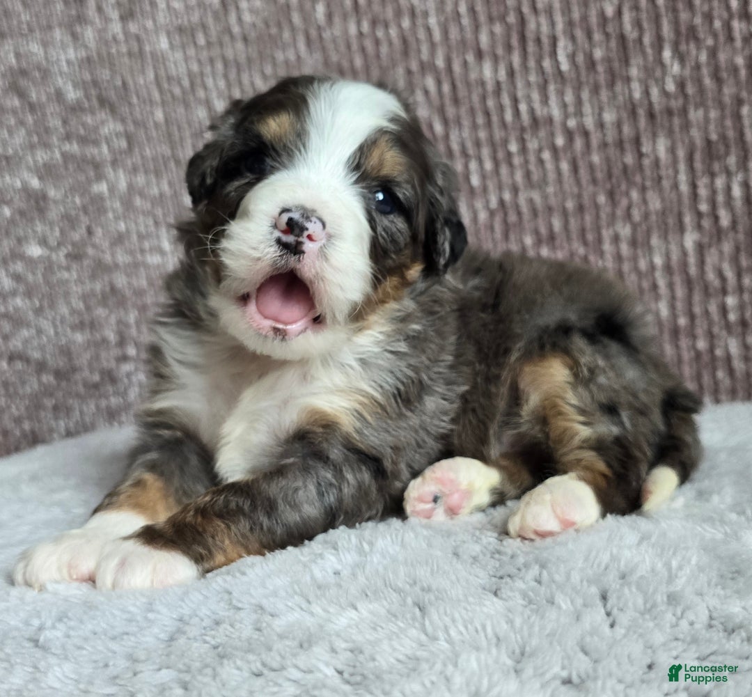 Mini Bernedoodle dogs for sale: Mini Archie - Ad 6