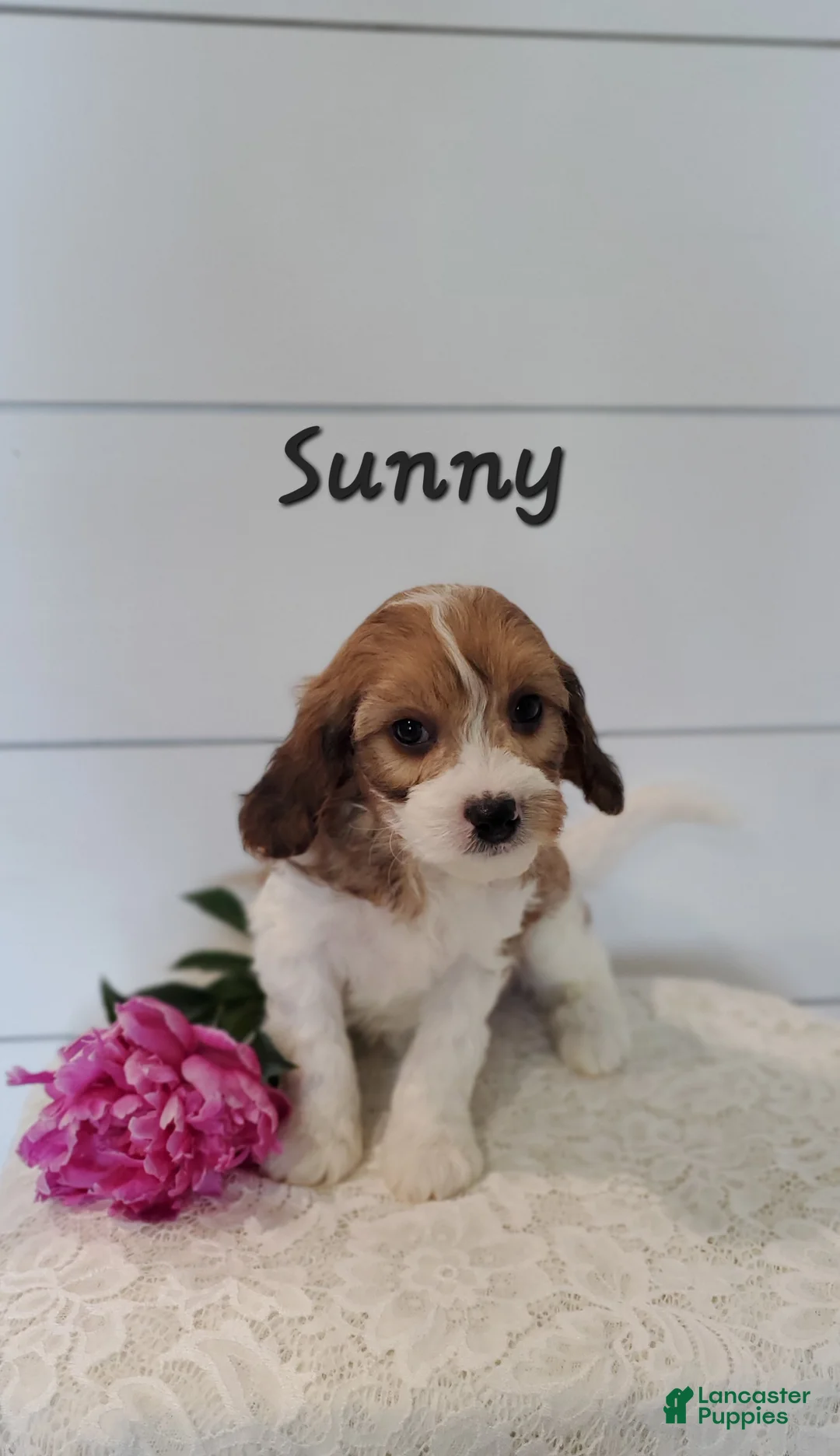 Cavapoo dogs for sale: Sunny - Ad 2