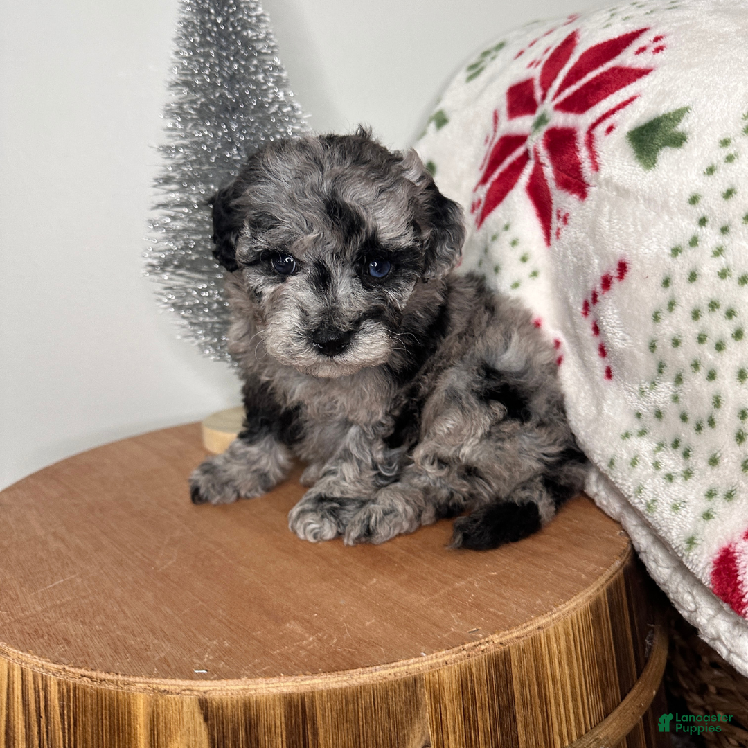 Cavapoo dogs for sale: Chilly - Ad 1