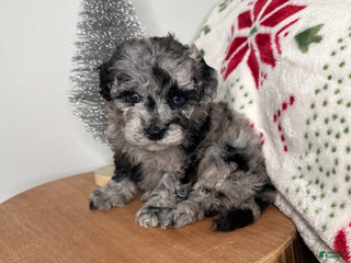 Cavapoo dogs Chilly - Ad 5