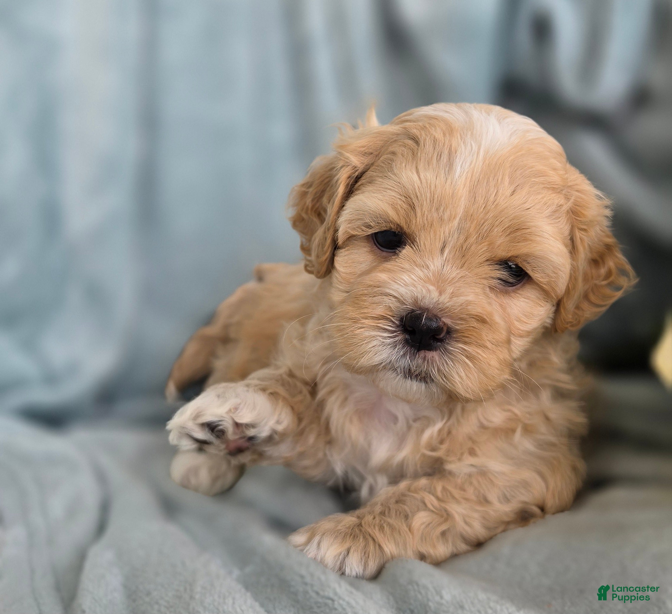 Shihpoo dogs Biscuit - Ad 2