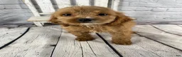 Cockapoo dogs for sale: Moose - Ad 6