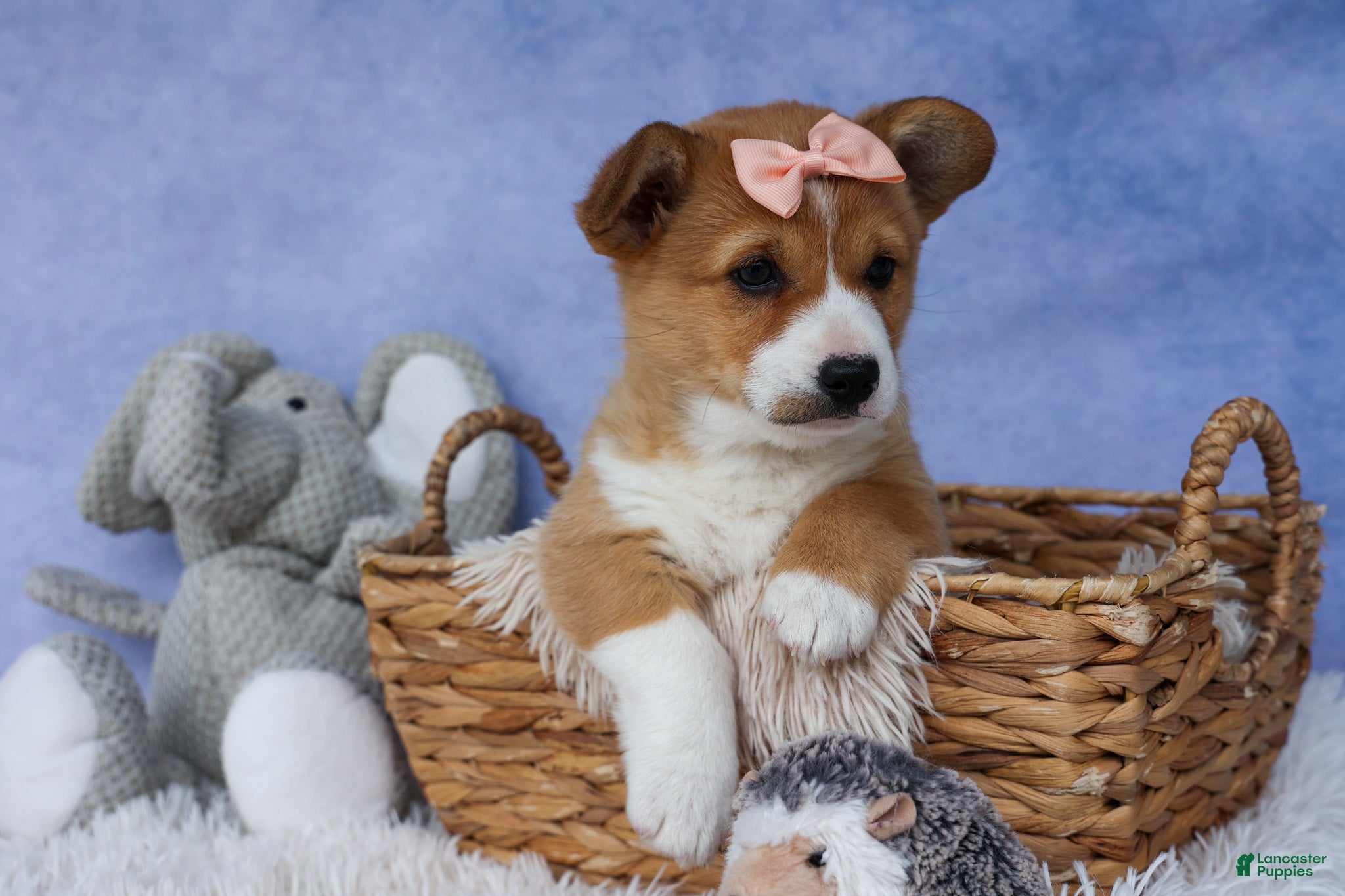 Welsh Corgi Pembroke dogs 🐾 MEET WINNIE LOU 🐶❤️ - Ad 1