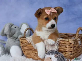 Welsh Corgi Pembroke dogs for sale: 🐾 MEET WINNIE LOU 🐶❤️ - Ad 4