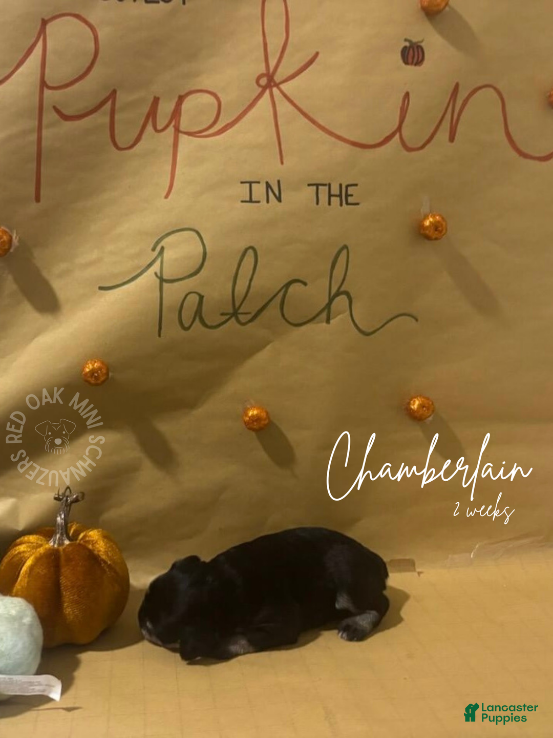 Miniature Schnauzer dogs for sale: Miniature Schnauzer Puppy 6 - Ad 3