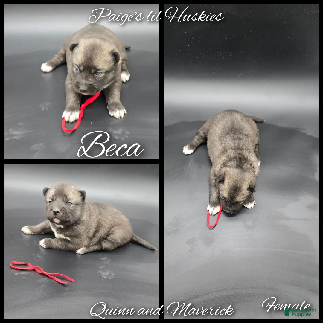 Siberian Husky dogs for sale: Beca - Ad 4