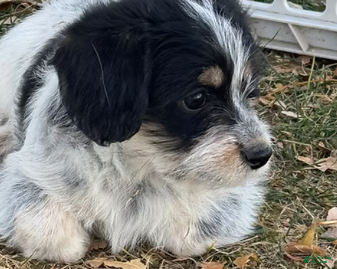 Corgipoo dogs for sale: Daisy - Ad 2