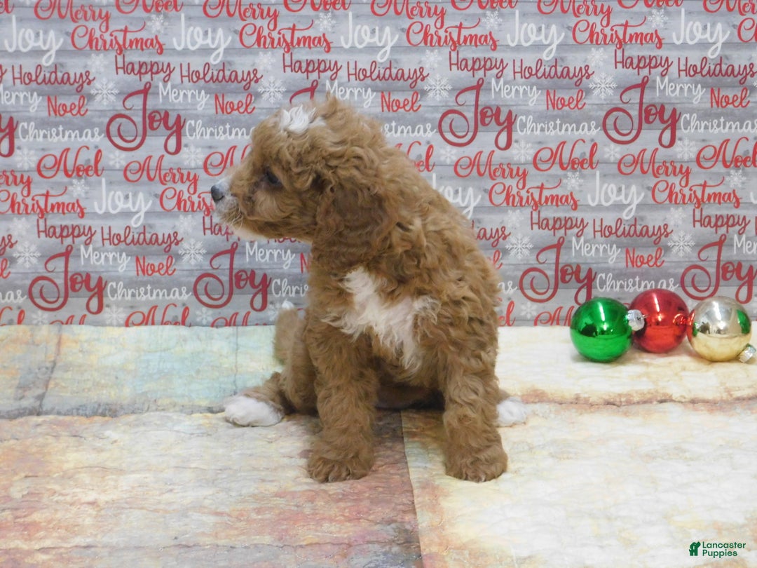Goldendoodle dogs for sale: Mini Gracie - Ad 7