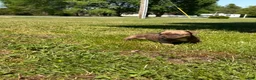 Mixed Breed dogs for sale: Rocco - Ad 1