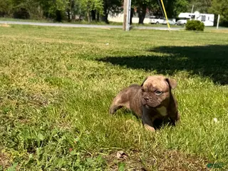 Mixed Breed dogs for sale: Rocco - Ad 3