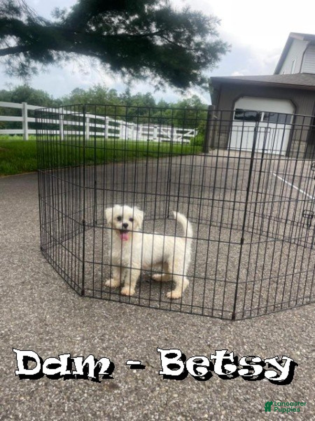 Maltipoo dogs for sale: Bella - Ad 10