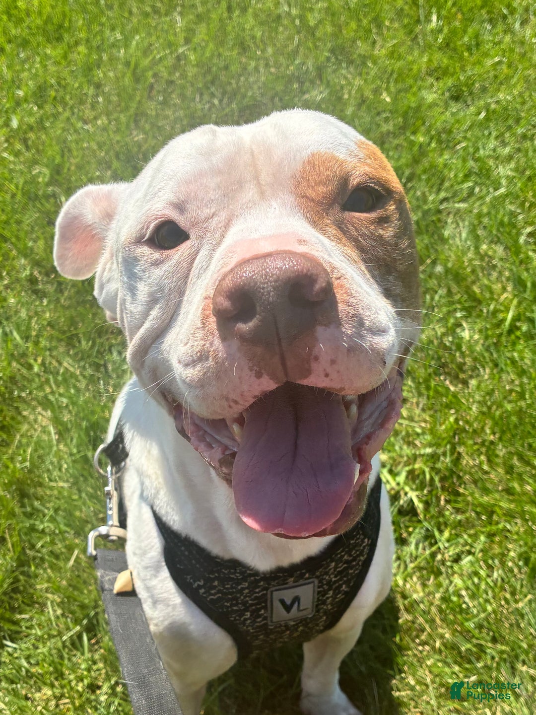 American Bully dogs for sale: Kylo  - Ad 1