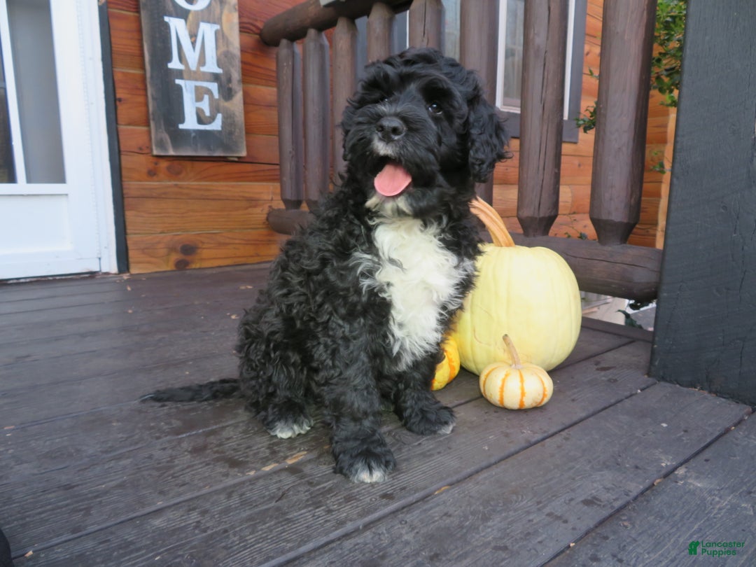 Portuguese Water Dog dogs for sale: Cody - Ad 8