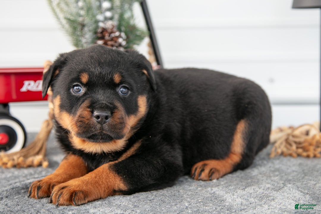 Rottweiler dogs for sale: Harmony - Ad 2