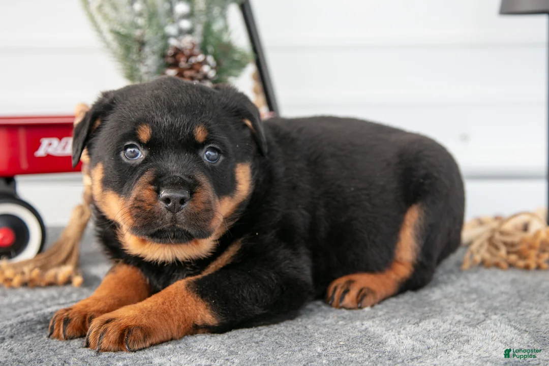 Rottweiler dogs for sale: Harmony - Ad 2