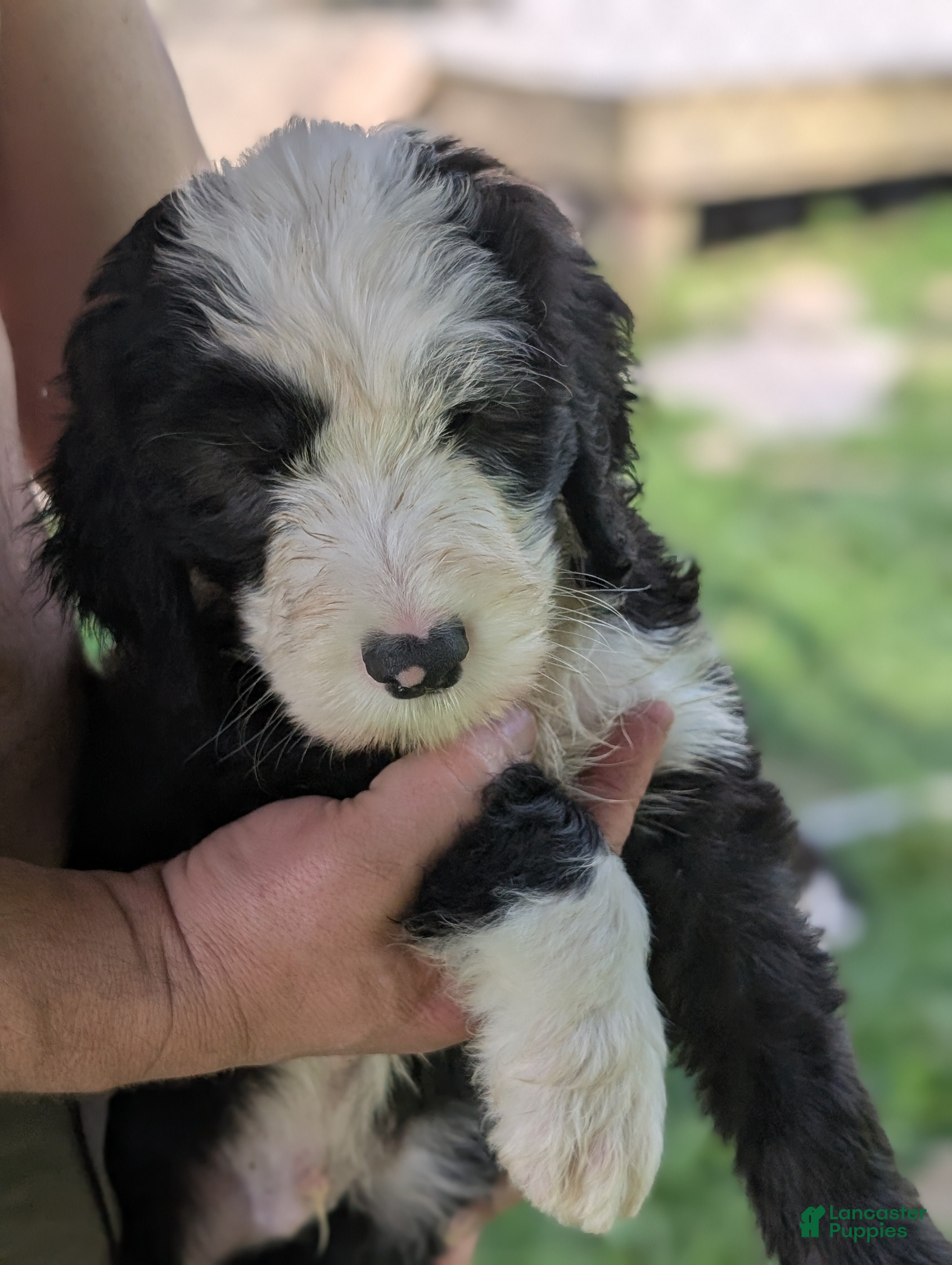 Sheepadoodle dogs Sheepadoodle Puppy 3 - Ad 4