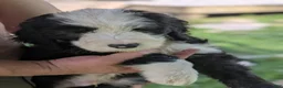 Sheepadoodle dogs for sale: Sheepadoodle Puppy 3 - Ad 1