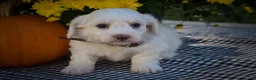 Maltese dogs for sale: Darling🩷 - Ad 3