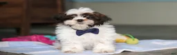 Shih Tzu dogs for sale: Elliot - Ad 2