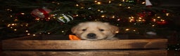 Golden Retriever dogs for sale: Golden Retriever Puppy orange  - Ad 4