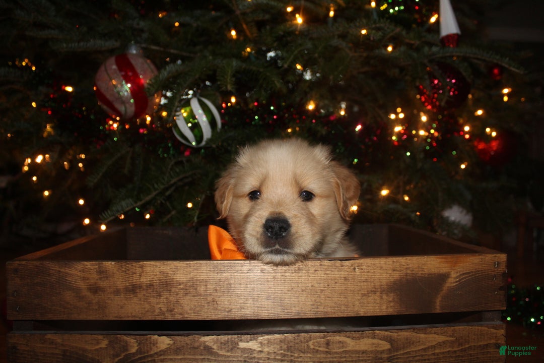 Golden Retriever dogs for sale: Golden Retriever Puppy orange  - Ad 4