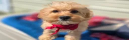 Cavapoo dogs for sale: Miles - Ad 9