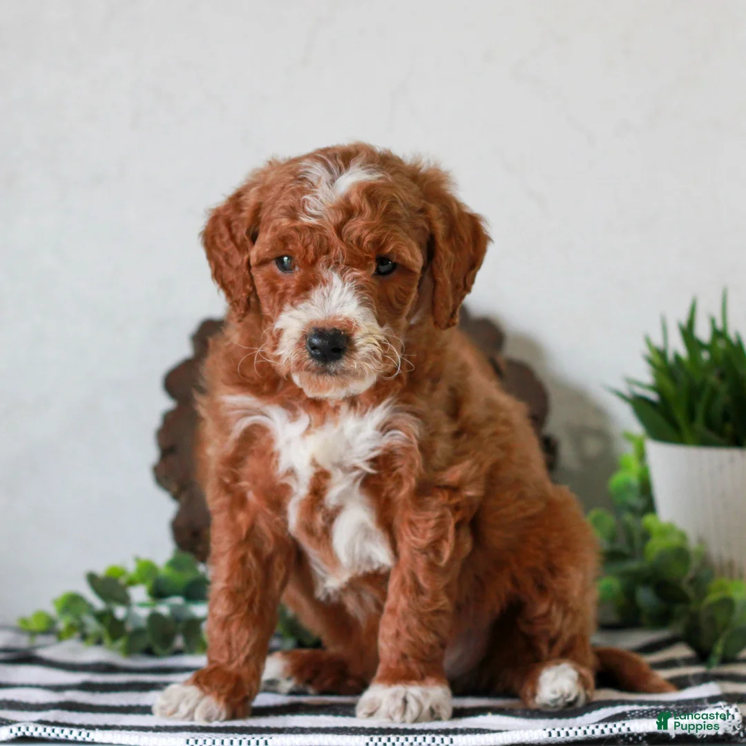 Mini Goldendoodle dogs for sale: Arlo  - Ad 1