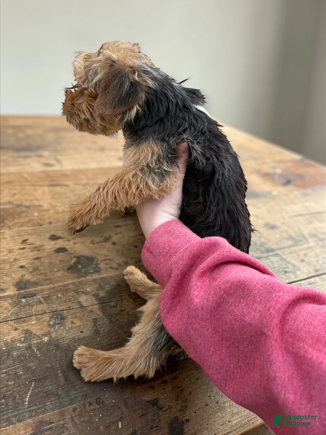 Yorkshire Terrier dogs for sale: Yorkshire Terrier Puppy 1 - Ad 1