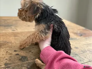 Yorkshire Terrier dogs Yorkshire Terrier Puppy 1 - Ad 9