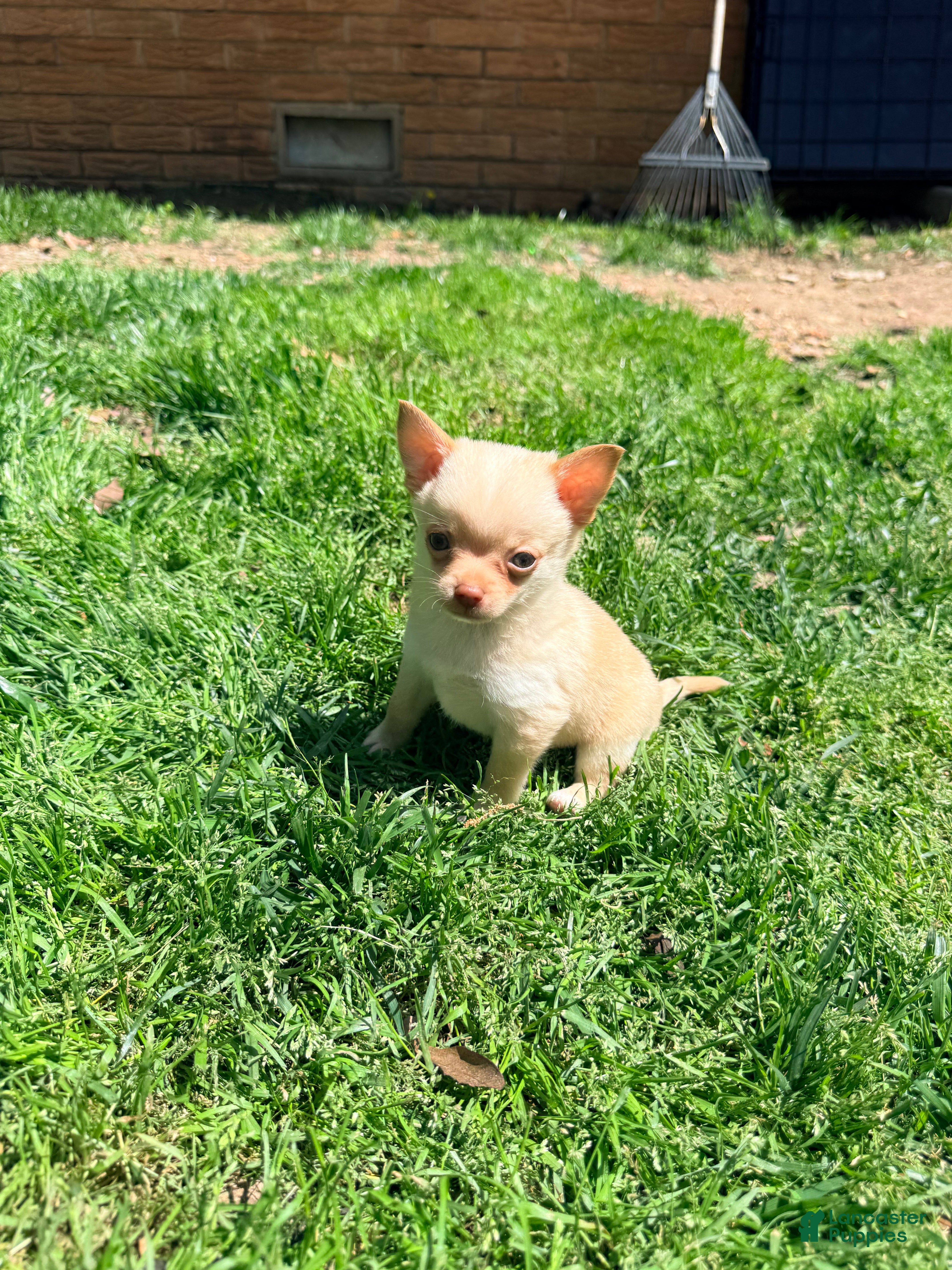 Pomchi dogs McIntosh  - Ad 2