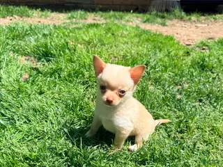 Pomchi dogs McIntosh - Ad 1