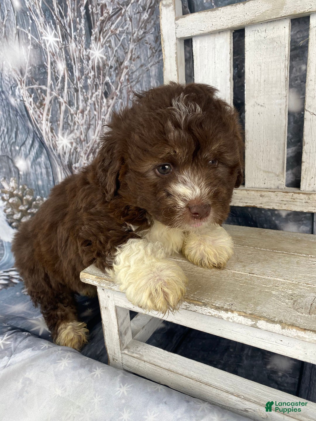 Mini Aussiedoodle dogs for sale: Ike - Ad 3