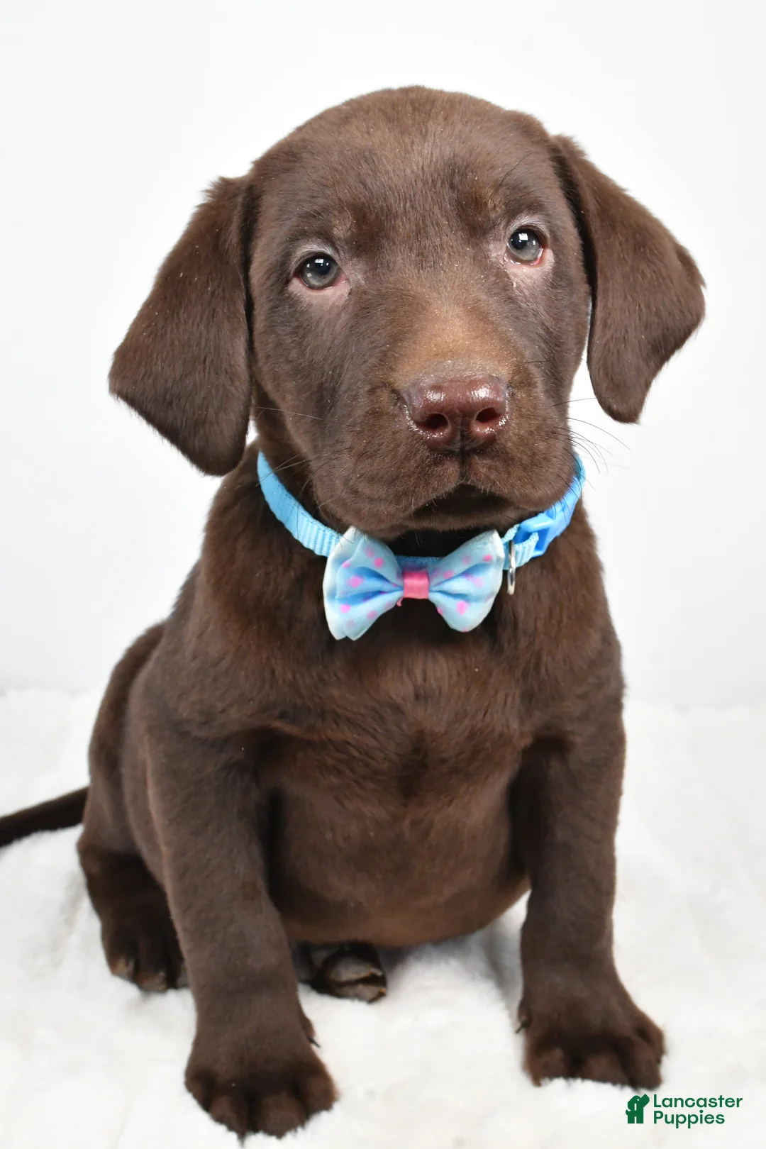 Labrador Retriever dogs for sale: Matthias - Ad 4