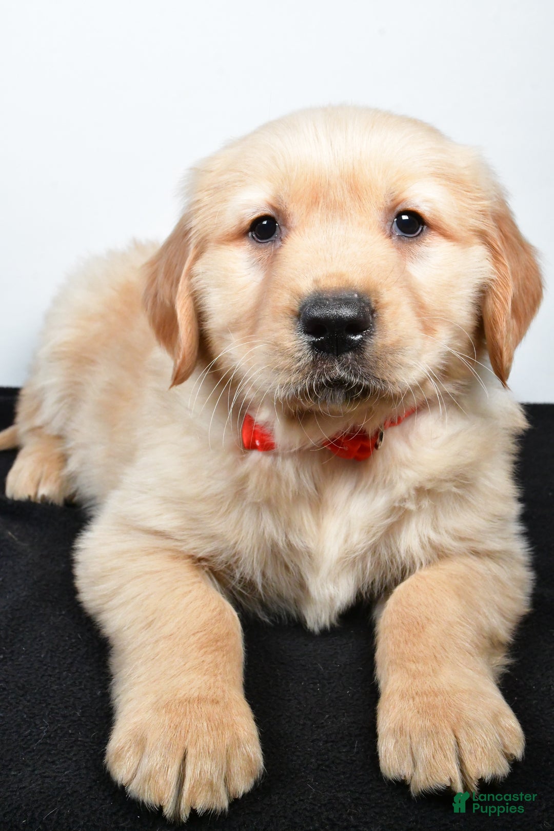 Golden Retriever dogs for sale: Jasper - Ad 4