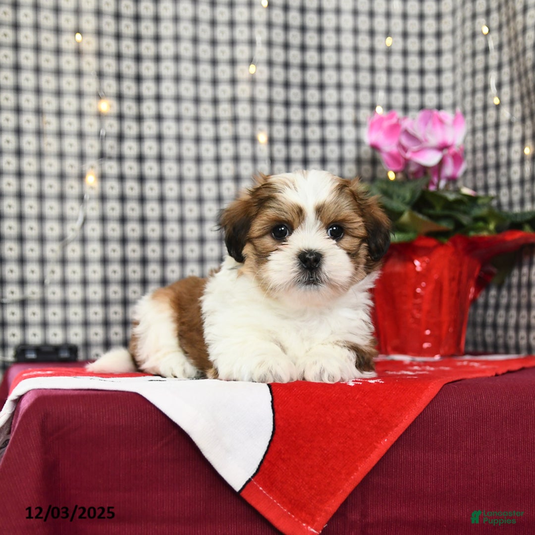 Malshi dogs for sale: Happy - Ad 4