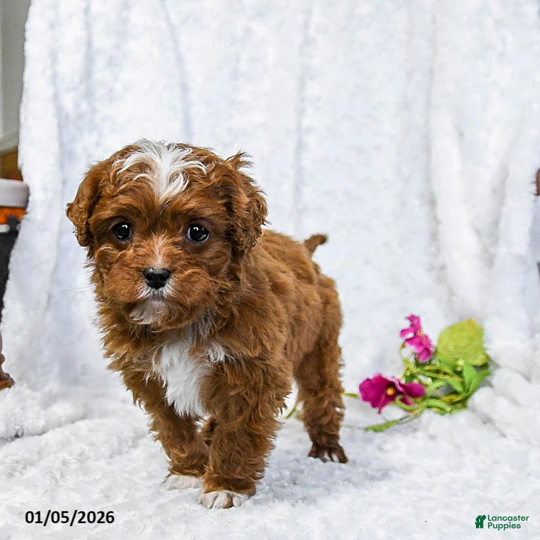 Cavapoo dogs for sale: Sammi - Ad 5