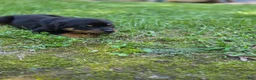 Rottweiler dogs for sale: Emerson - Ad 4