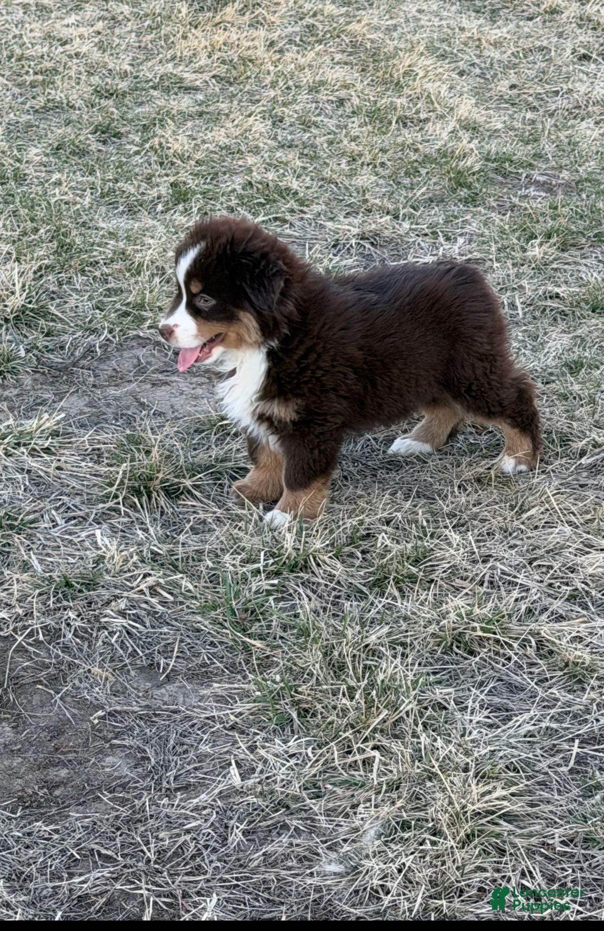Miniature Australian Shepherd dogs Glory - Ad 2