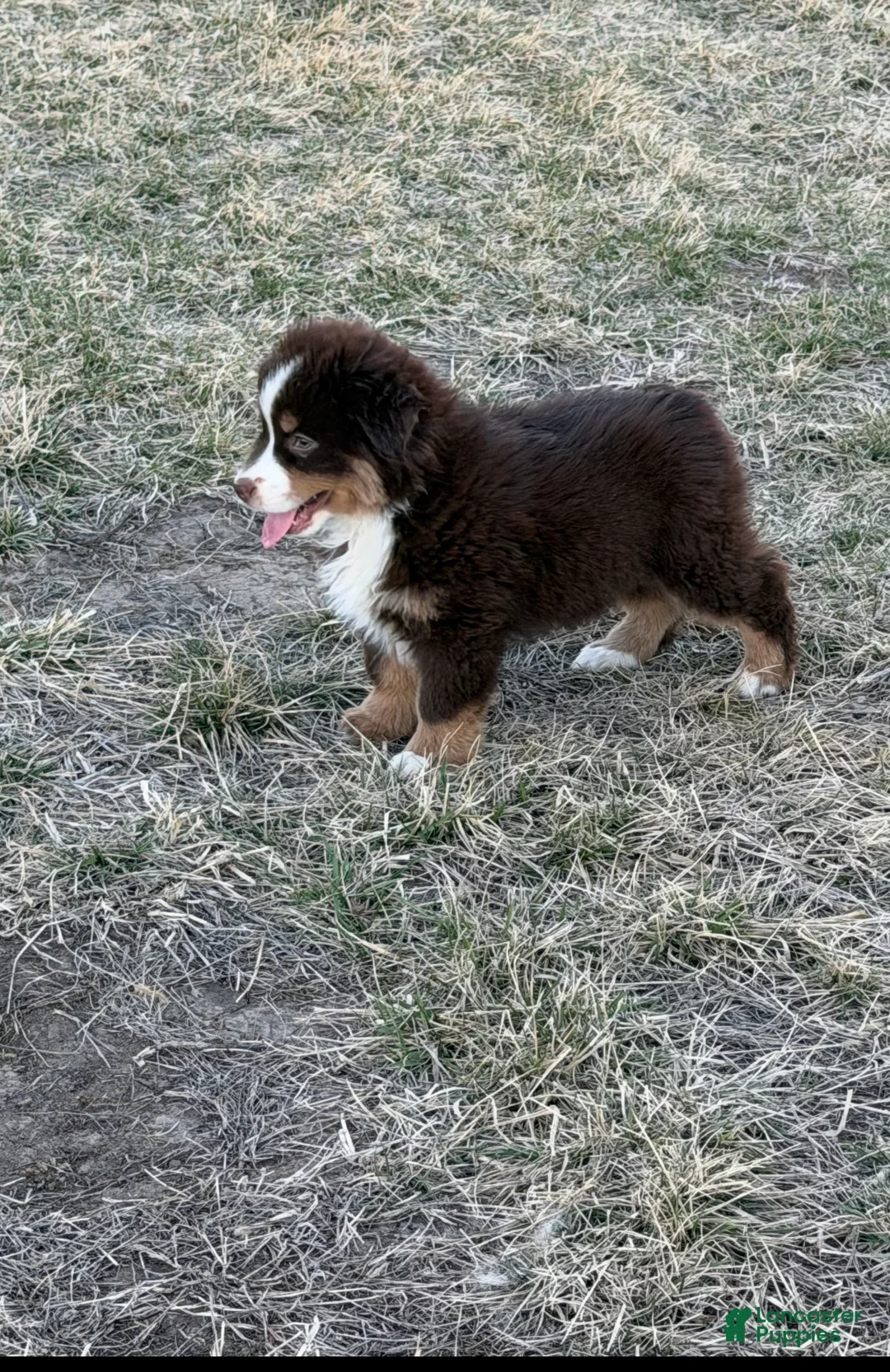 Miniature Australian Shepherd dogs for sale: Glory - Ad 2