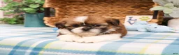 Shih Tzu dogs for sale: Flash  - Ad 4